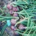 吉林省松原市长岭县洋葱二十五号大量上市