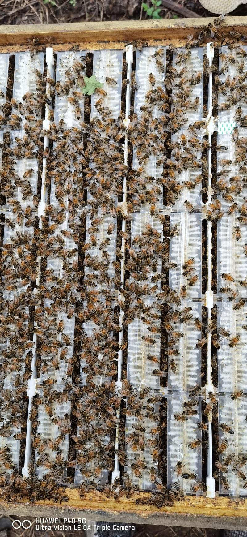 【优选】2023纯蜂蜜蜂巢蜜封盖率95以上蜂场直供。