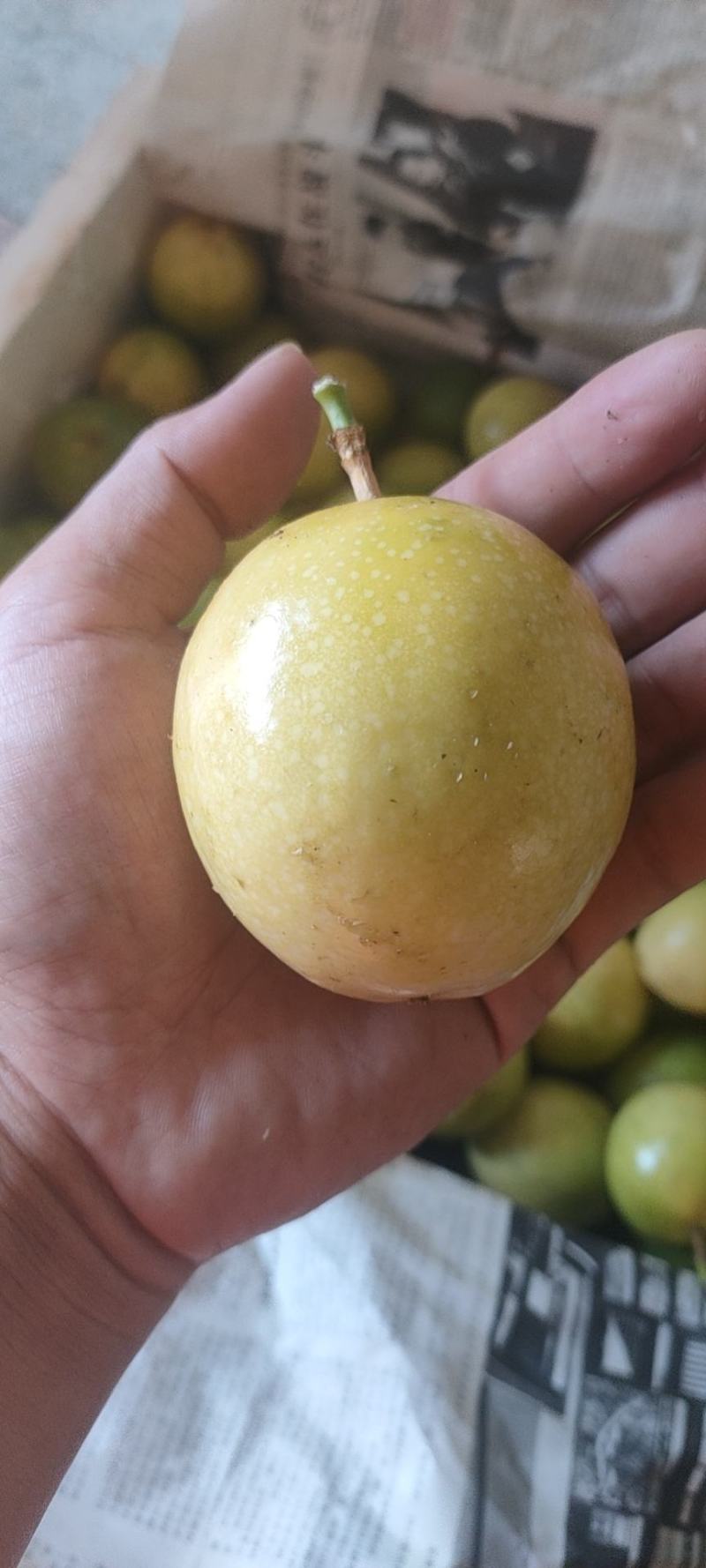 广西黄金百香果芭乐味蜂蜜味钦蜜9号维蜜百香果鸡蛋果