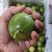 广西黄金百香果芭乐味蜂蜜味钦蜜9号维蜜百香果鸡蛋果
