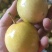 广西黄金百香果芭乐味蜂蜜味钦蜜9号维蜜百香果鸡蛋果