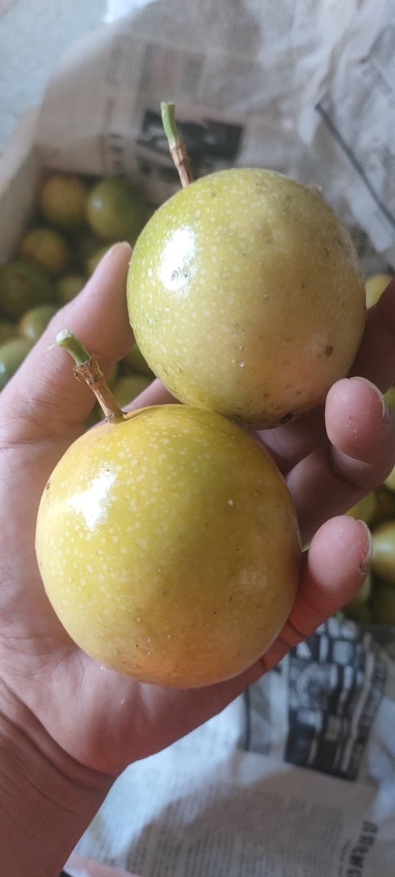 广西黄金百香果芭乐味蜂蜜味钦蜜9号维蜜百香果鸡蛋果
