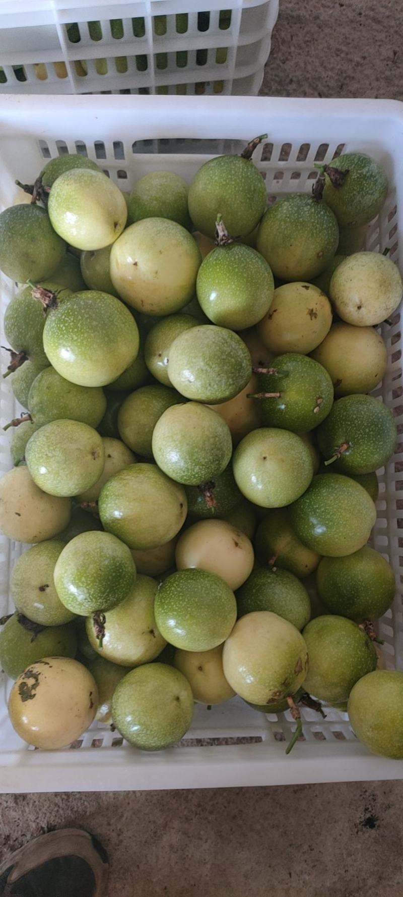 广西黄金百香果芭乐味蜂蜜味钦蜜9号维蜜百香果鸡蛋果