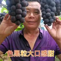 巨峰葡萄，代购，辽宁省营口市巨峰葡萄大量供应