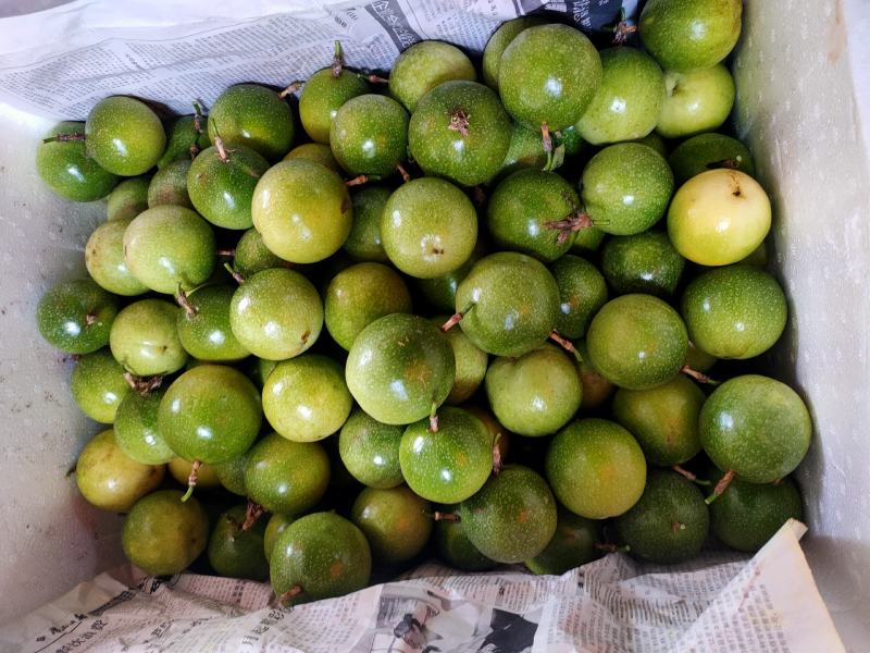 广西黄金百香果芭乐味蜂蜜味钦蜜9号维蜜百香果鸡蛋果