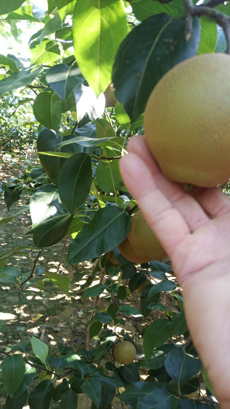 湖北.襄阳翠冠，圆黄，晚秋黄梨大量供应