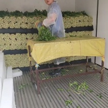 精品毛芹口感好，无空心一手源头价格公道，欢迎实地考察