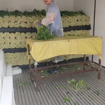 精品毛芹口感好，无空心一手源头价格公道，欢迎实地考察