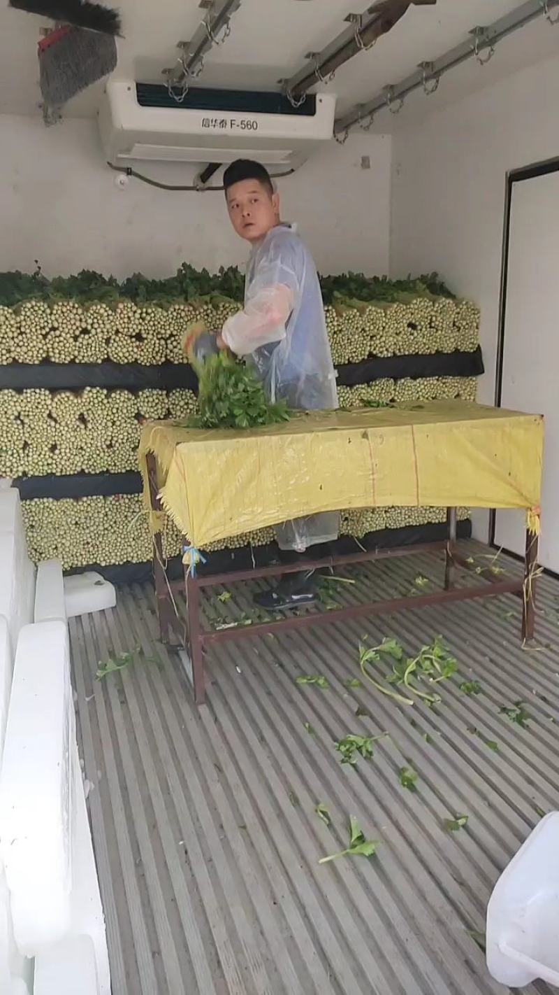 精品毛芹口感好，无空心一手源头价格公道，欢迎实地考察