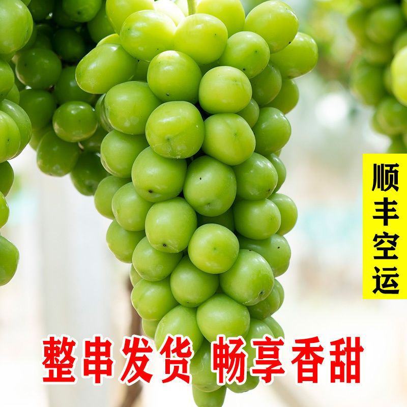 浪漫红颜，阳光玫瑰葡，妮娜皇后，陕西阳光玫瑰葡萄产地直发