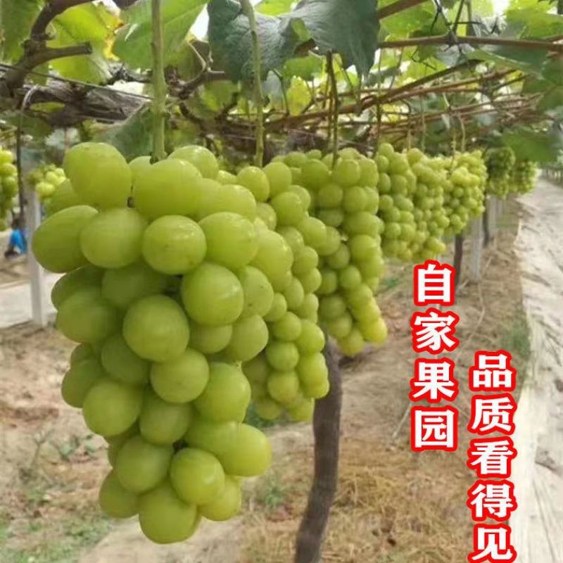浪漫红颜，阳光玫瑰葡，妮娜皇后，陕西阳光玫瑰葡萄产地直发