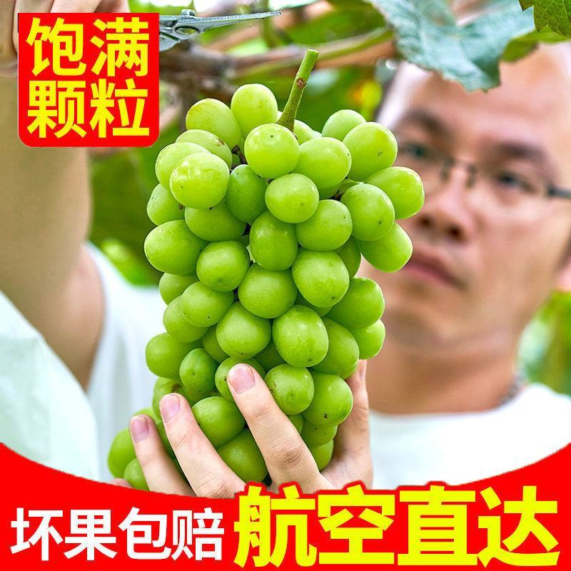浪漫红颜，阳光玫瑰葡，妮娜皇后，陕西阳光玫瑰葡萄产地直发