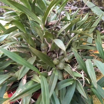 双叶小果，石橄榄