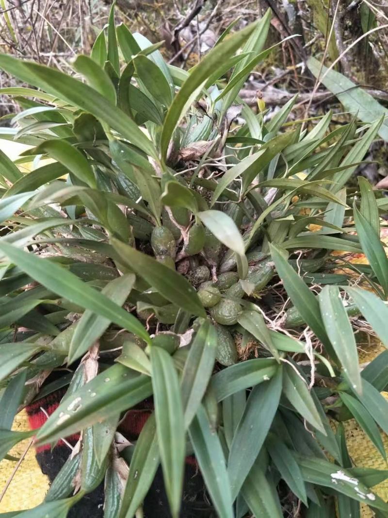 双叶小果，石橄榄