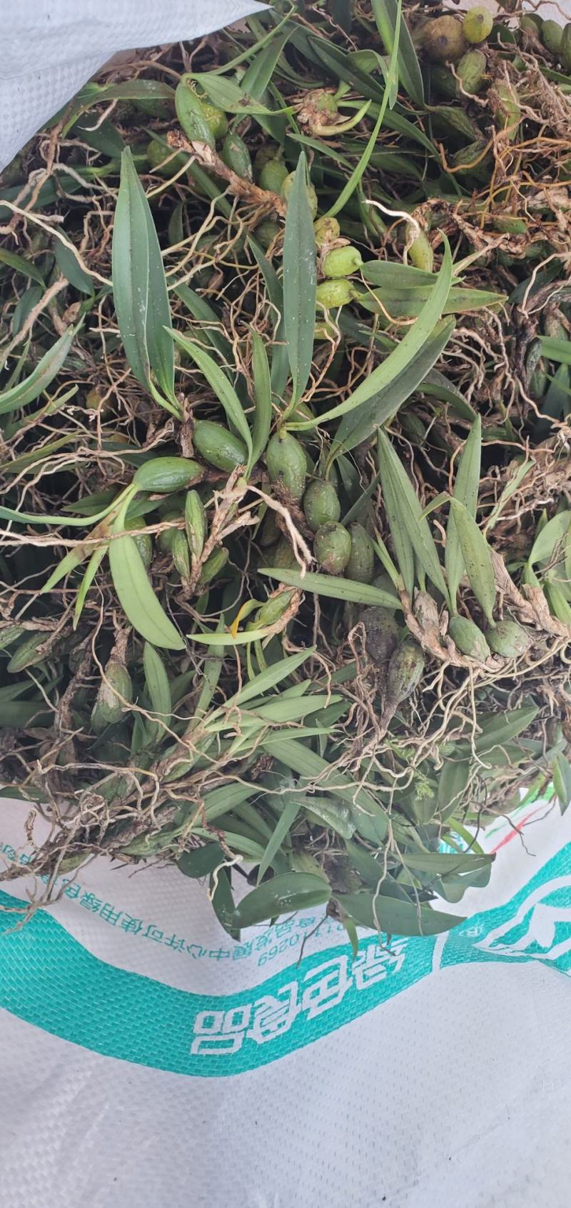 双叶小果，石橄榄