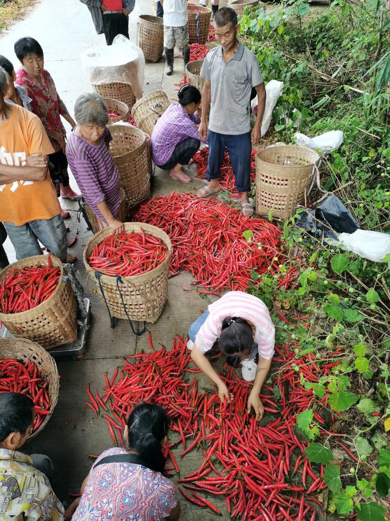 鲜红辣椒大量上市欢迎新老客户来电订购