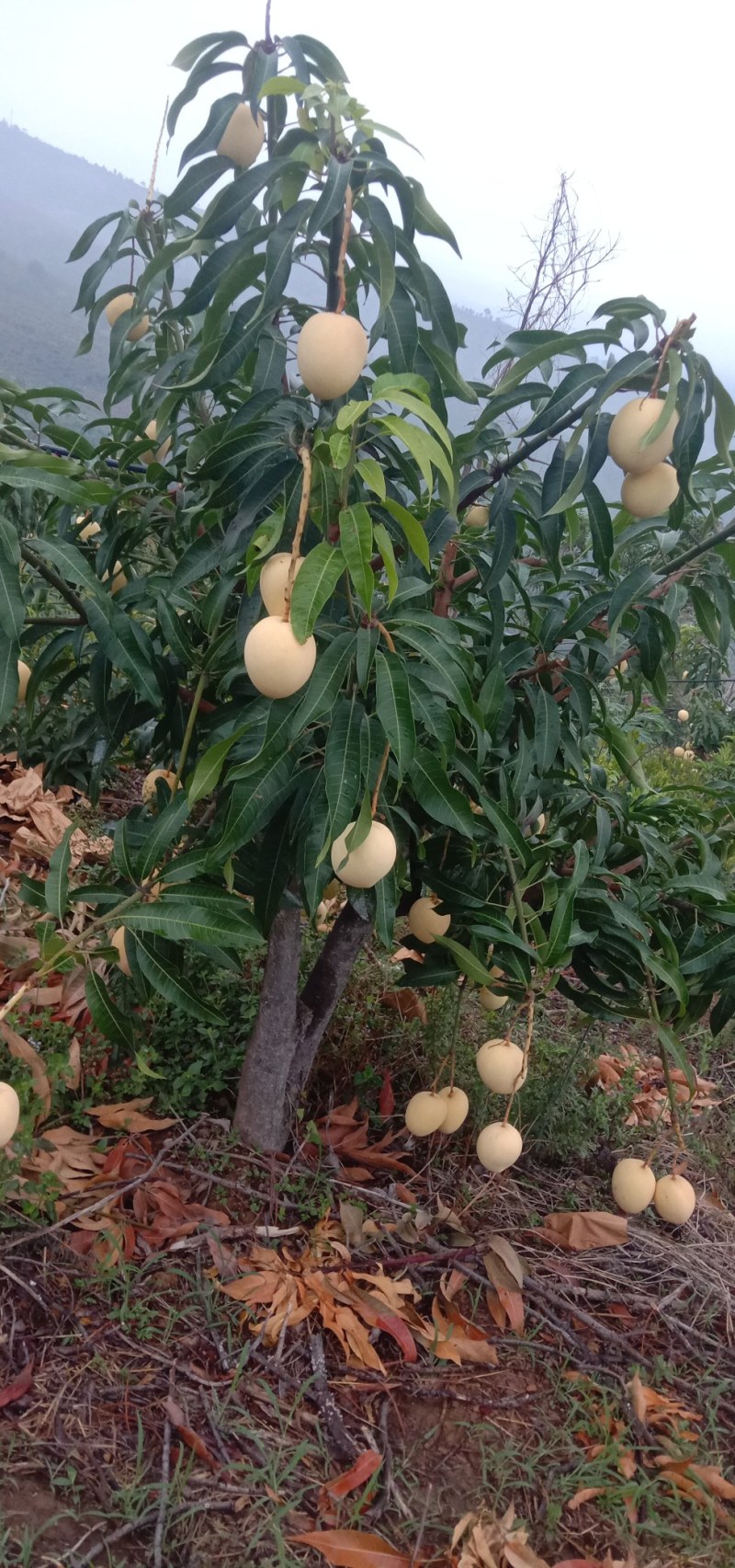 云南话坪芒果