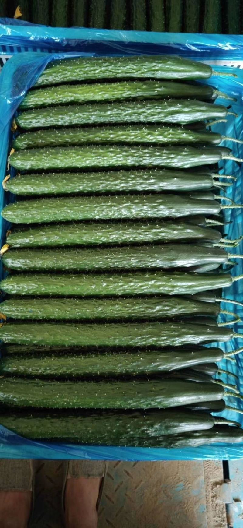 莘县精品油亮黄瓜，精品青瓜，产地诚信代收代发