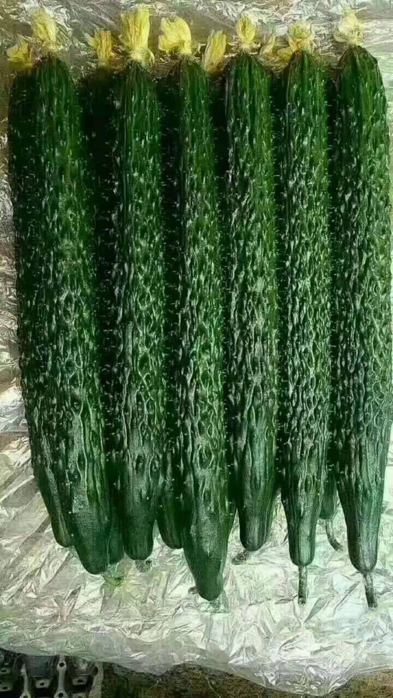 莘县精品油亮黄瓜，精品青瓜，产地诚信代收代发