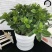栀子花盆栽花卉植物室内花阳台带花苞绿植盆栽好养活四季开花