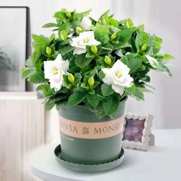栀子花盆栽花卉植物室内花阳台带花苞绿植盆栽好养活四季开花