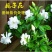 栀子花盆栽花卉植物室内花阳台带花苞绿植盆栽好养活四季开花