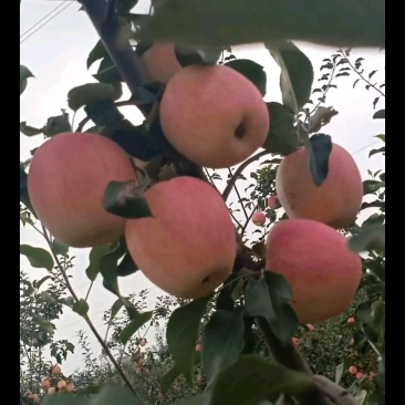 苹果
