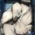 水鳕鱼片，10Kg一件、中西餐日料自助都可用、价格便宜。