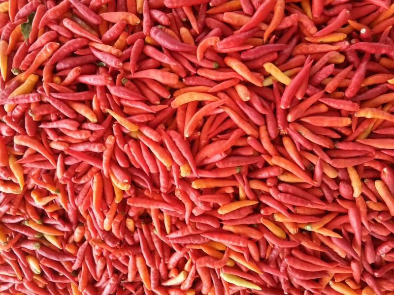 红白泡椒大量供应，产地直销，价格便宜，质量保证，代发全国
