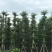 大量供应小叶榄仁：10-12-15-18分