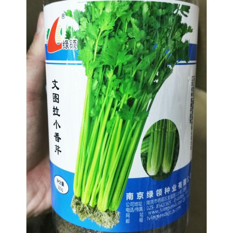 文图拉小香芹芹菜种籽高产四季播实心黄嫩香芹种籽300克
