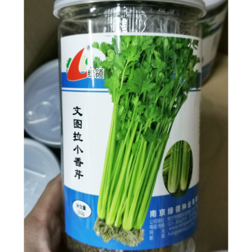 文图拉小香芹芹菜种籽高产四季播实心黄嫩香芹种籽300克