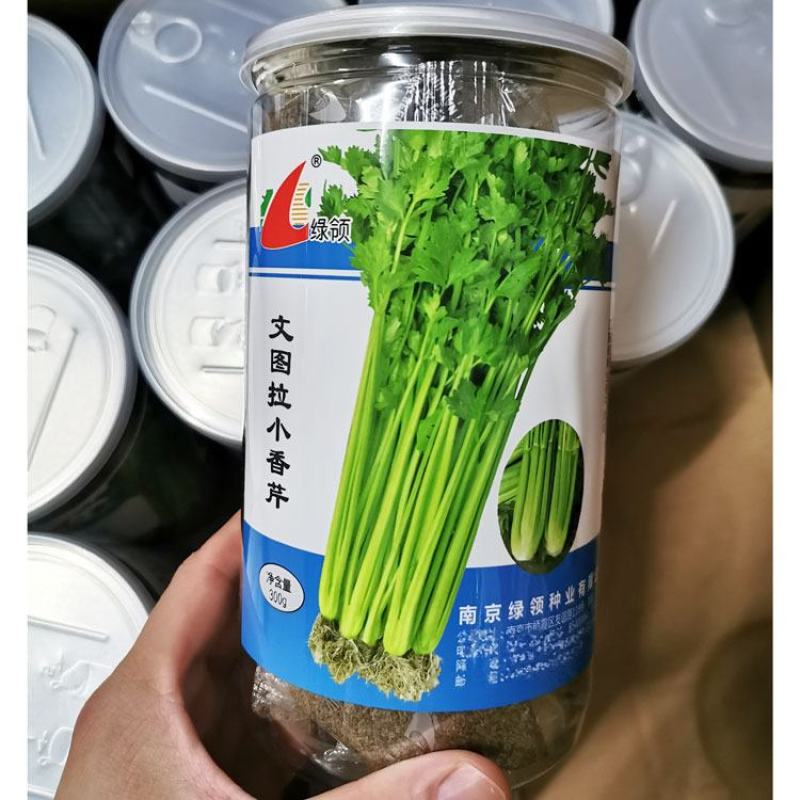 文图拉小香芹芹菜种籽高产四季播实心黄嫩香芹种籽300克