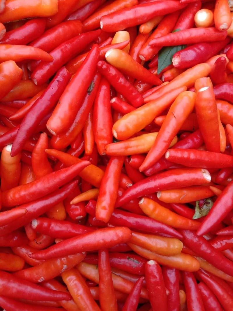 红白泡椒大量供应，产地直销，价格便宜，质量保证，代发全国