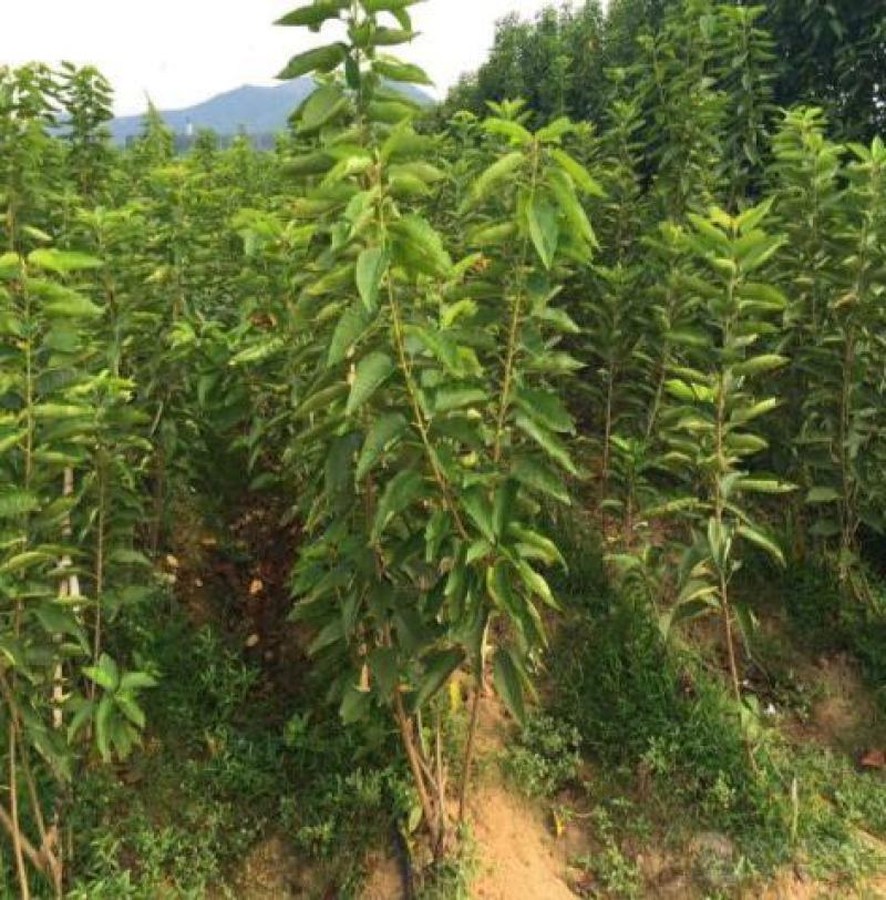 樱桃树苗车厘子苗大樱嫁接苗优良当年结果盆栽地栽