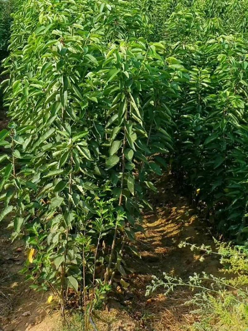 樱桃树苗车厘子苗大樱嫁接苗优良当年结果盆栽地栽