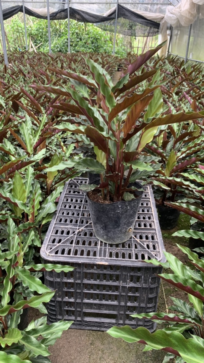 波浪竹芋基地直销精选发货质量保证价格优