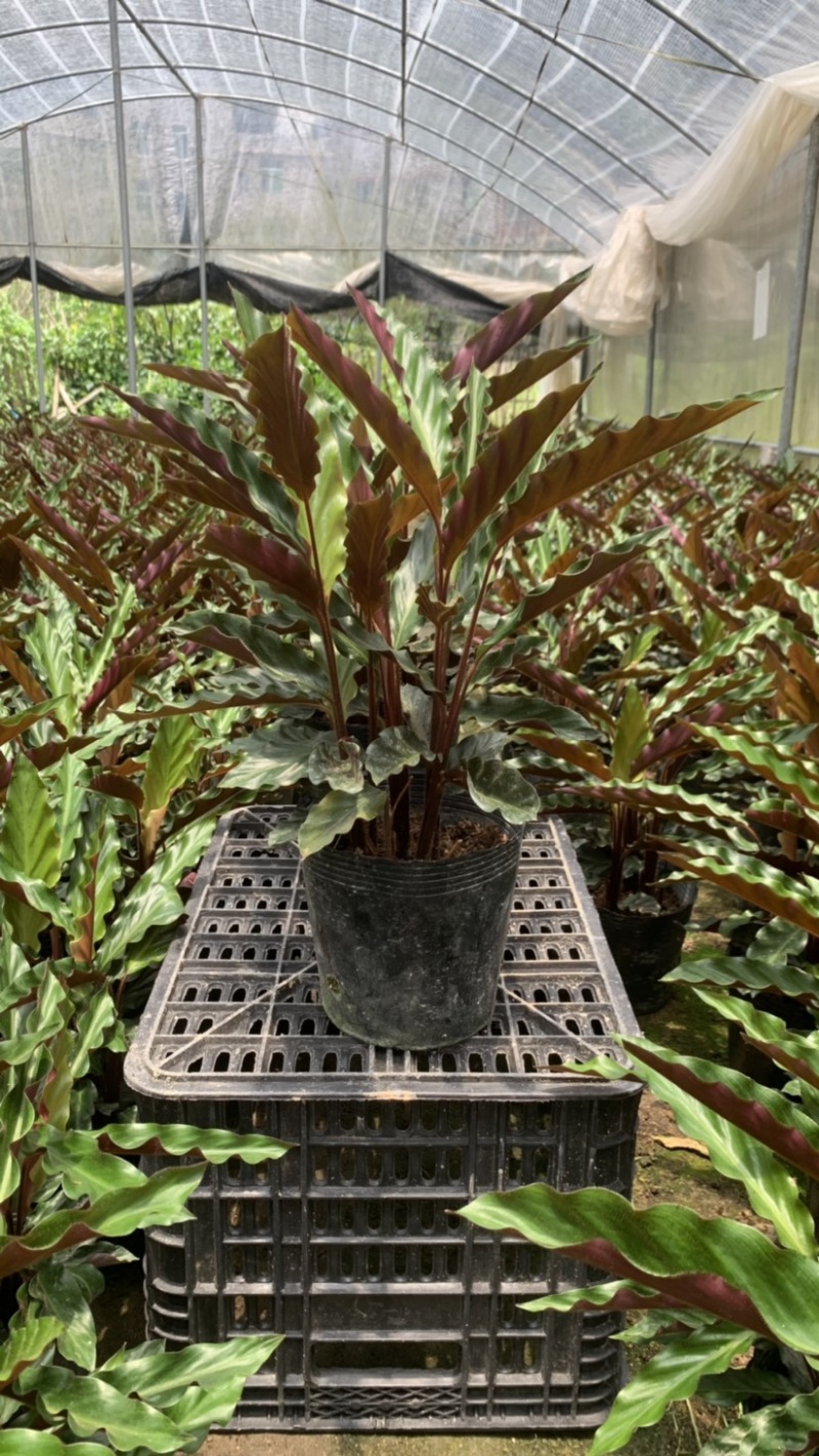 波浪竹芋基地直销精选发货质量保证价格优