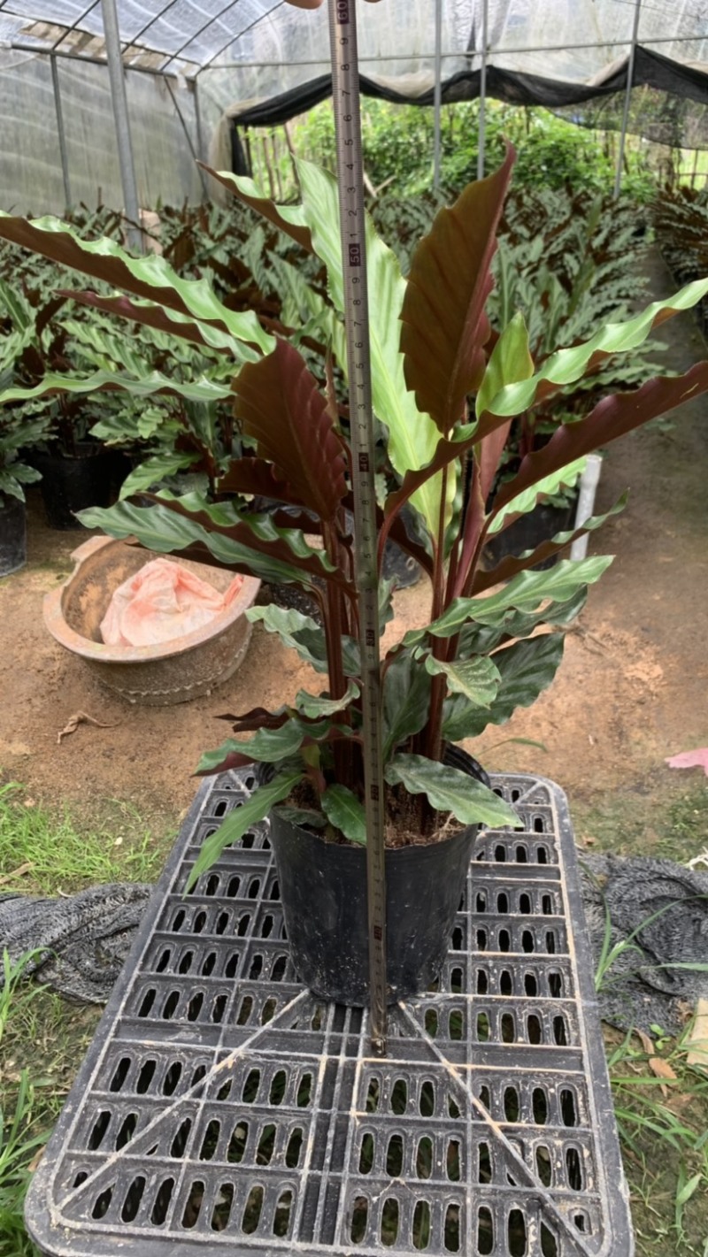 波浪竹芋基地直销精选发货质量保证价格优