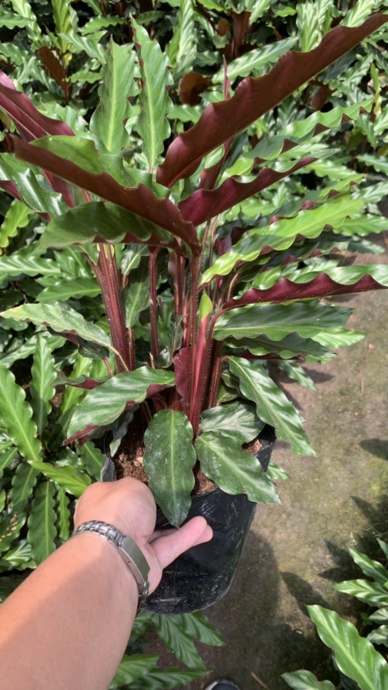 波浪竹芋基地直销精选发货质量保证价格优