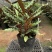 波浪竹芋基地直销精选发货质量保证价格优