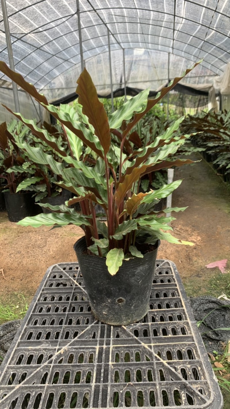 波浪竹芋基地直销精选发货质量保证价格优