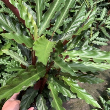波浪竹芋基地直销精选发货质量保证价格优