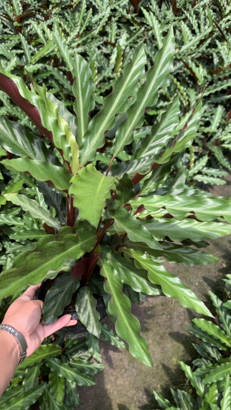 波浪竹芋基地直销精选发货质量保证价格优
