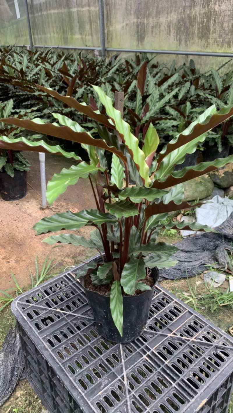 波浪竹芋基地直销精选发货质量保证价格优