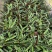 波浪竹芋基地直销精选发货质量保证价格优