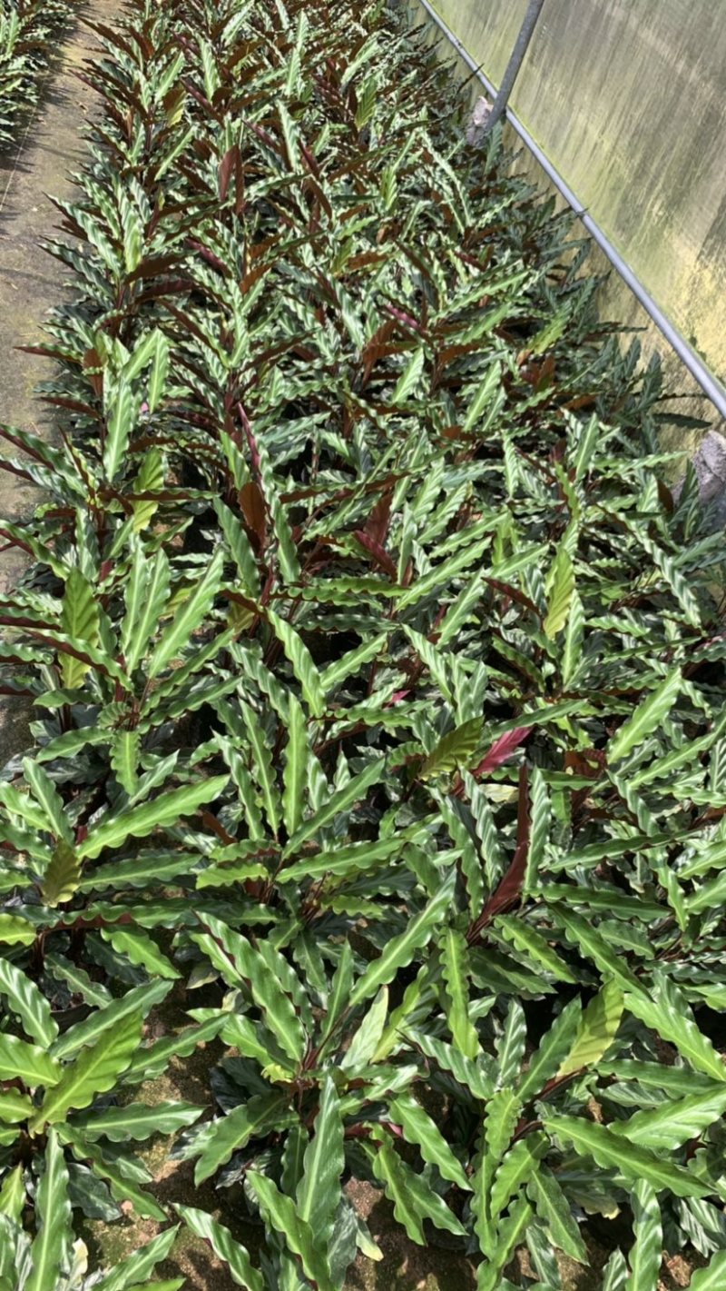 波浪竹芋基地直销精选发货质量保证价格优