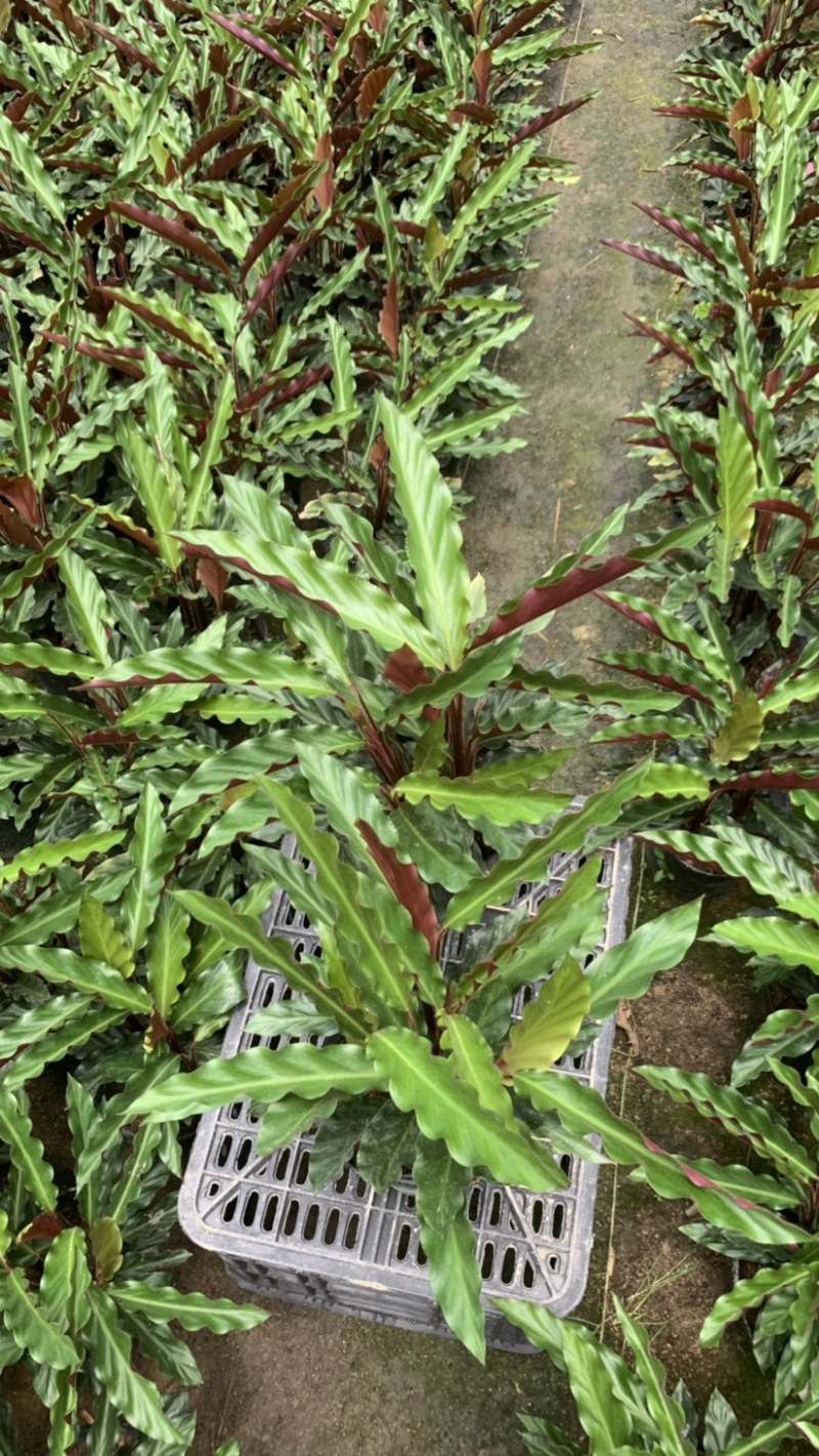 波浪竹芋基地直销精选发货质量保证价格优
