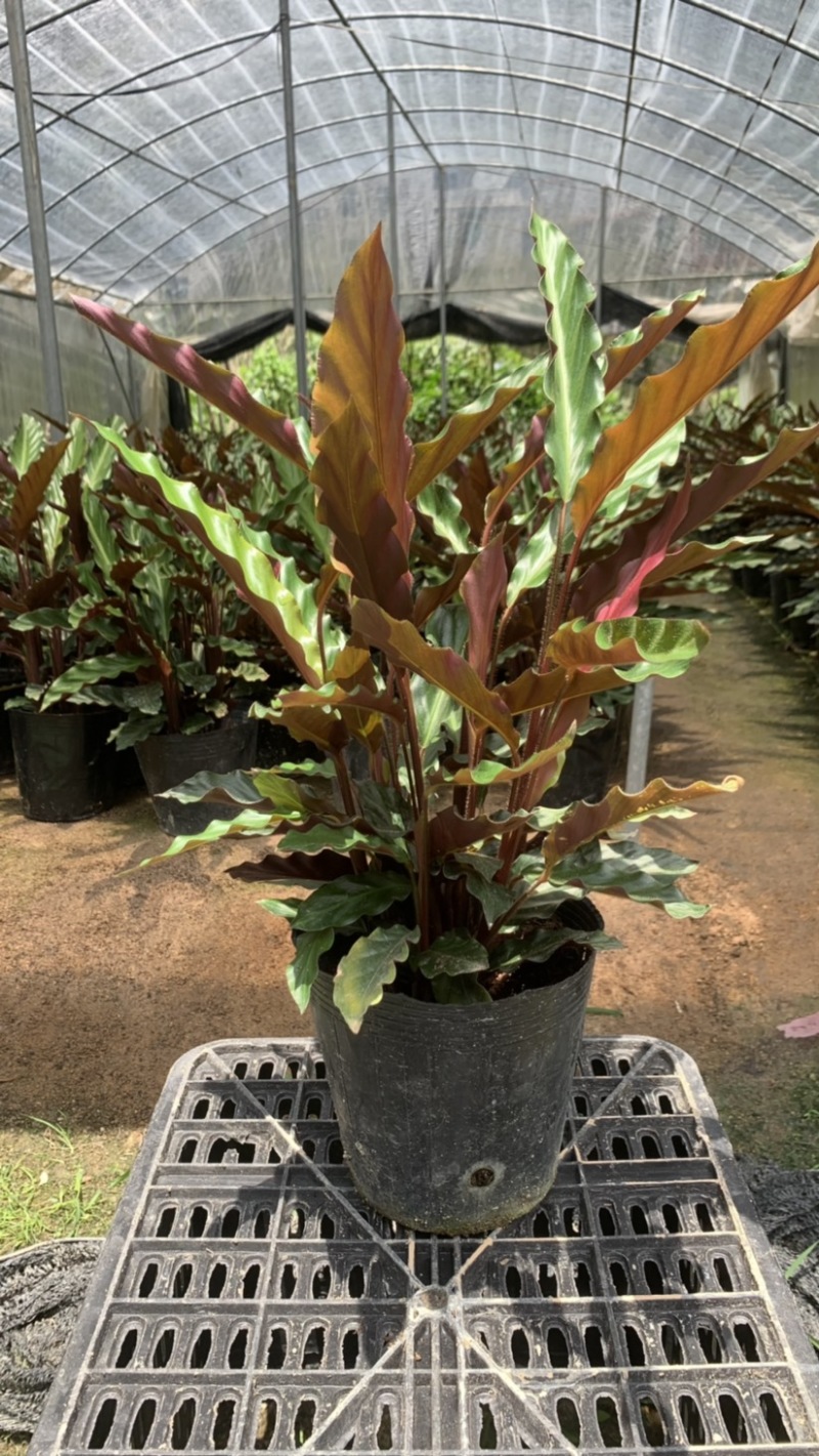 波浪竹芋基地直销精选发货质量保证价格优