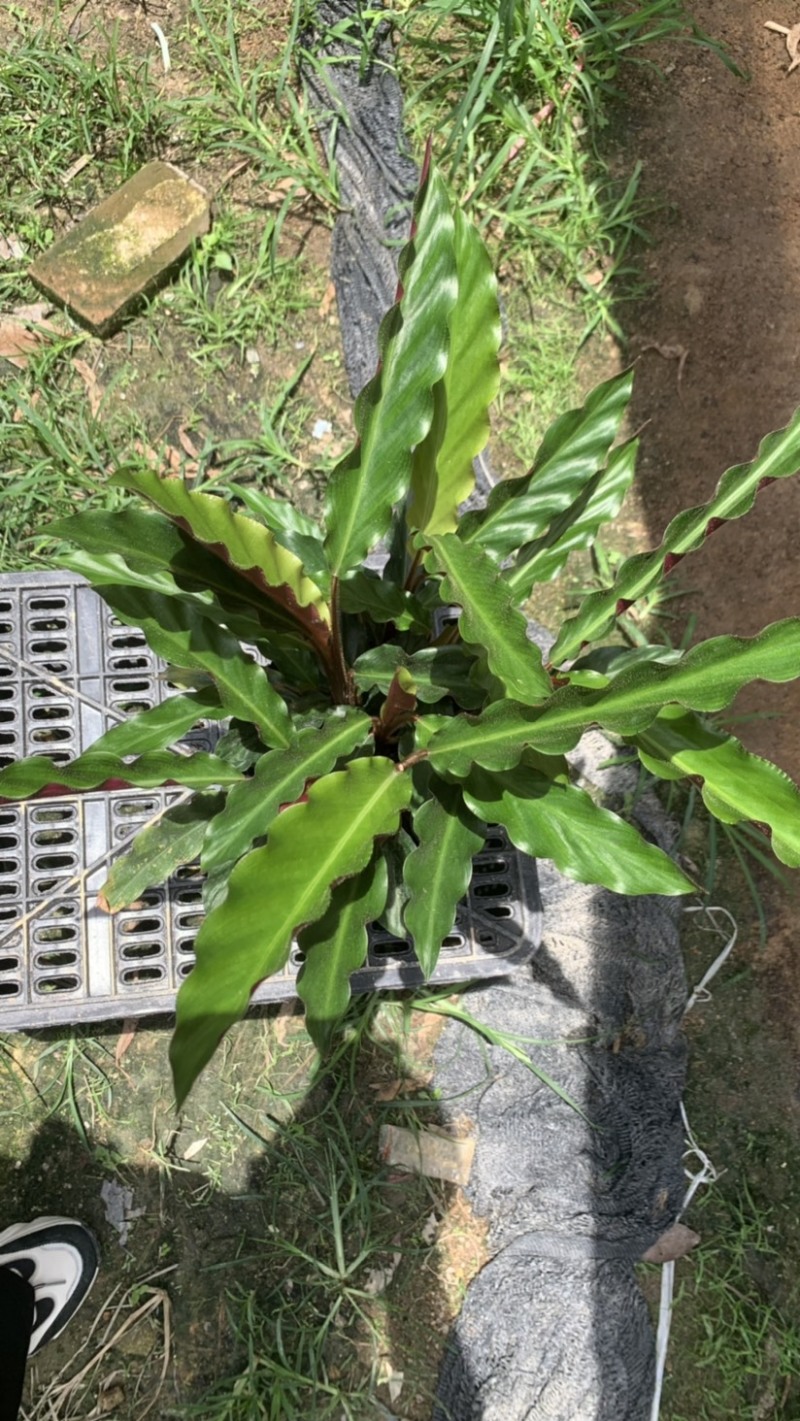 波浪竹芋基地直销精选发货质量保证价格优